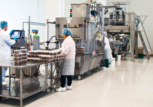 tasty olives production. packaging